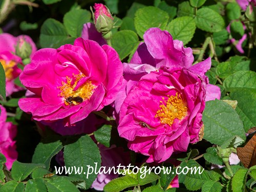 Apothecary’s Rose (Rosa gallica officinalis)